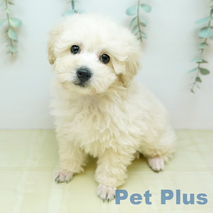 トイ・プードル