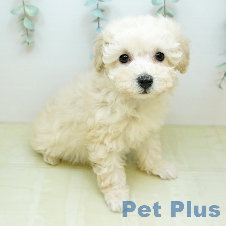 トイ・プードル