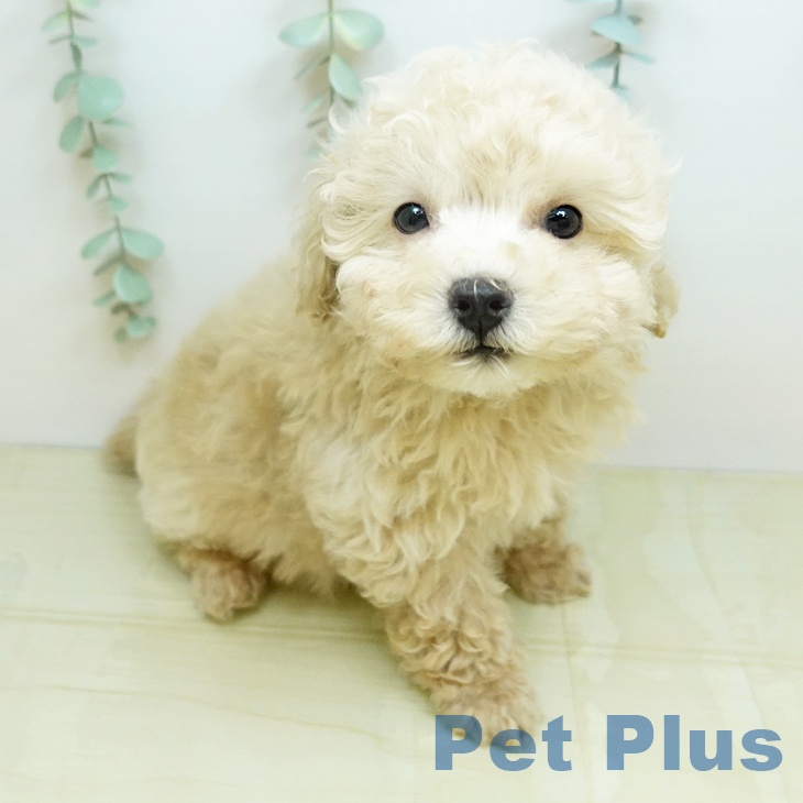 トイ・プードルの写真2
