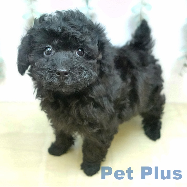 トイ・プードル