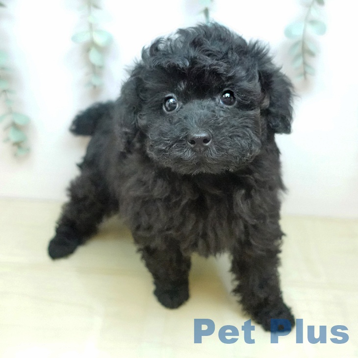 トイ・プードルの写真2