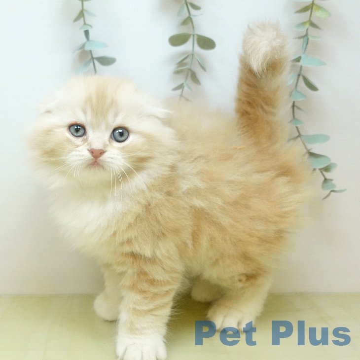 スコティッシュフォールド