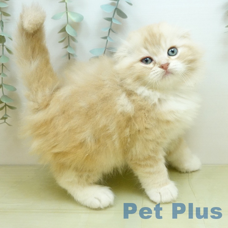 スコティッシュフォールドの写真2