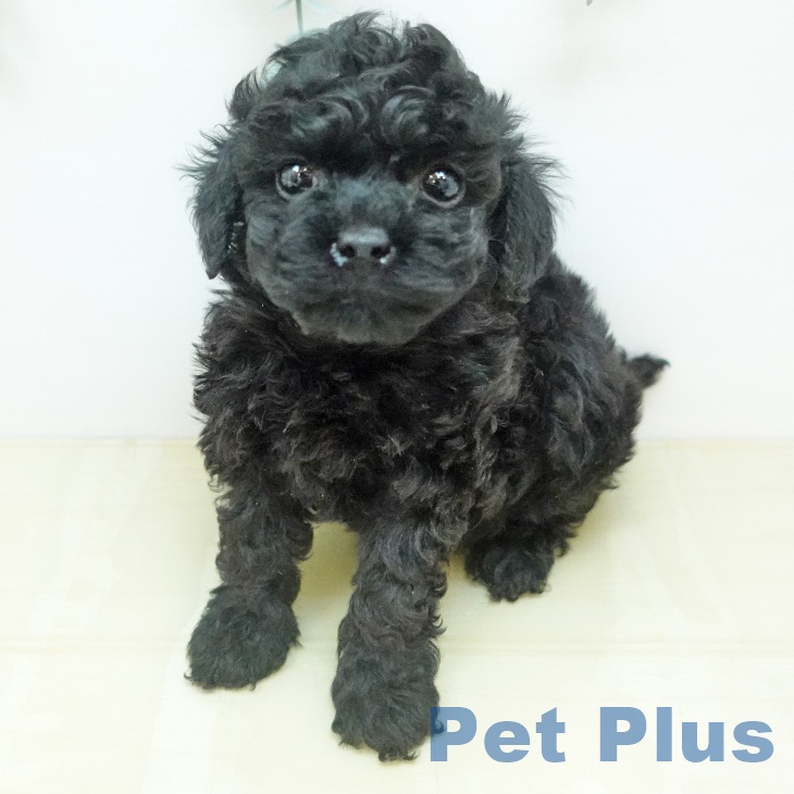 トイ・プードル