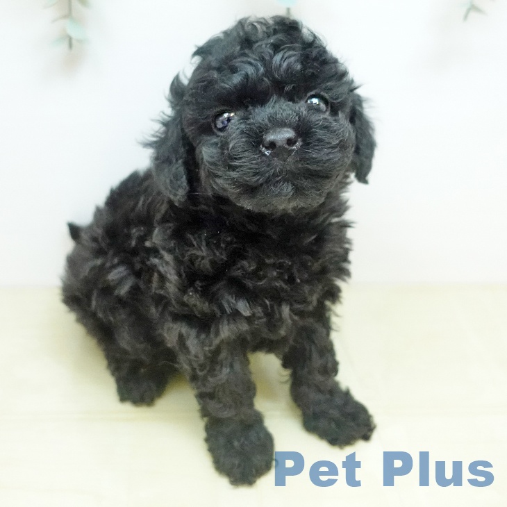 トイ・プードルの写真2