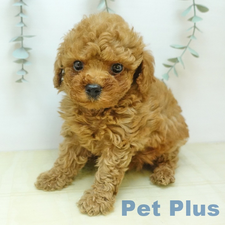 トイ・プードル