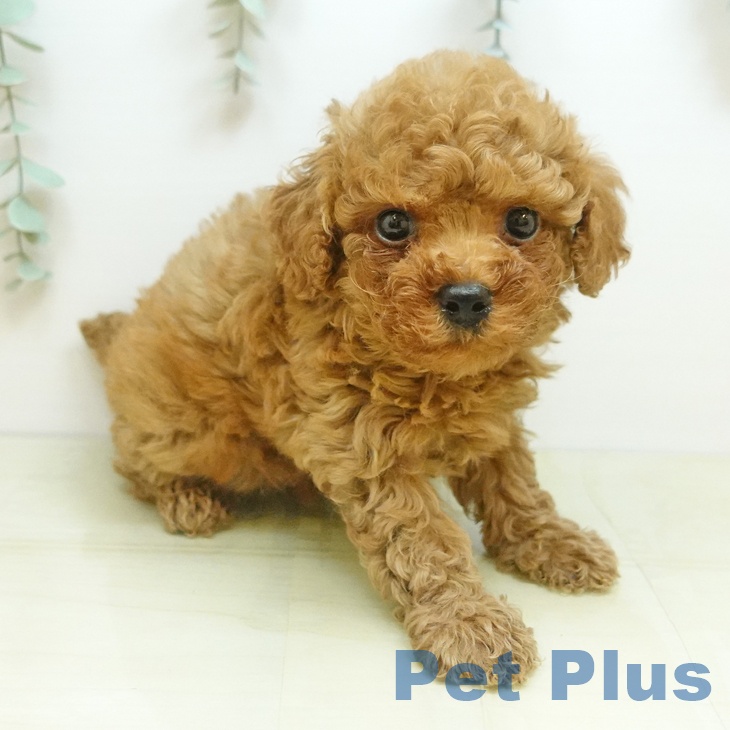 トイ・プードルの写真2