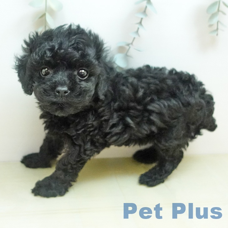 トイ・プードルの写真2