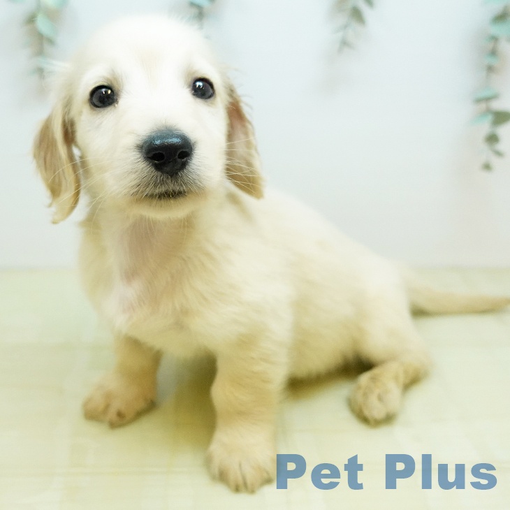 ミニチュア・ダックスフンド