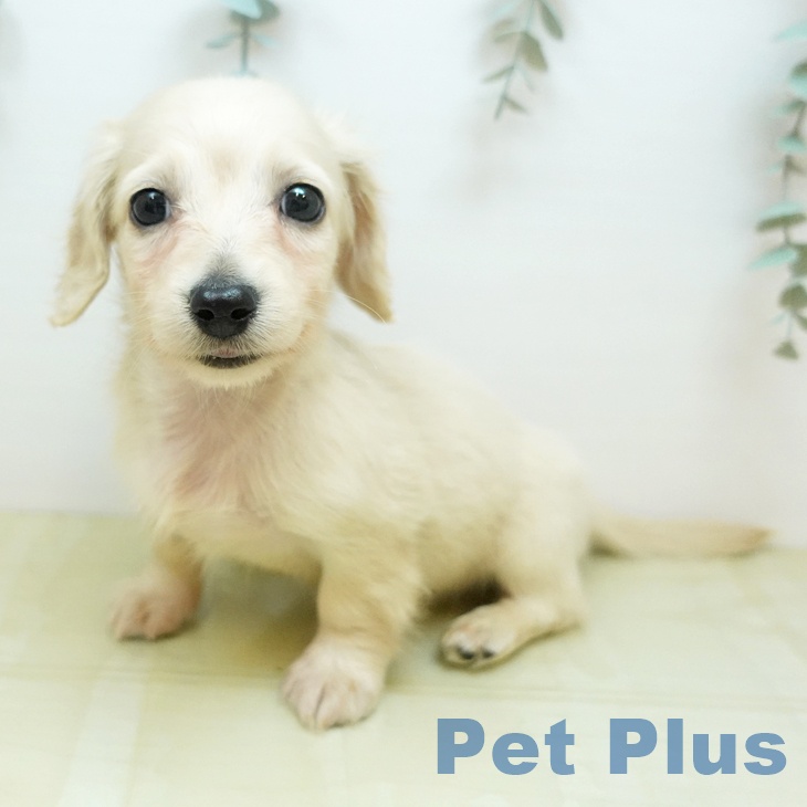 ミニチュア・ダックスフンド