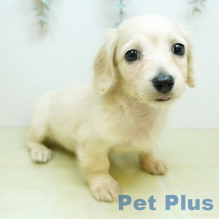 ミニチュア・ダックスフンドの写真2