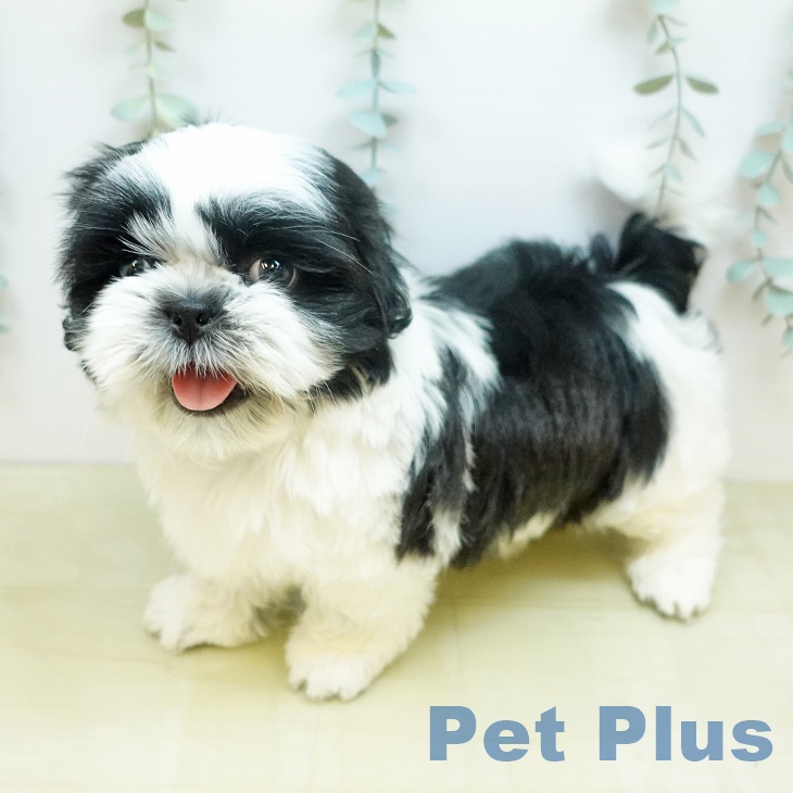 シー・ズーの写真2