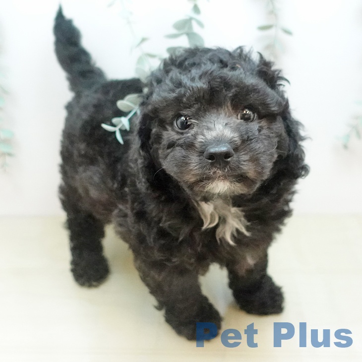 トイ・プードルの写真2