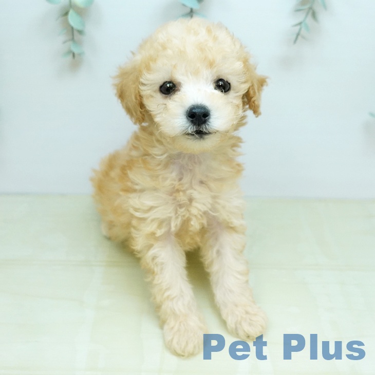 トイ・プードル