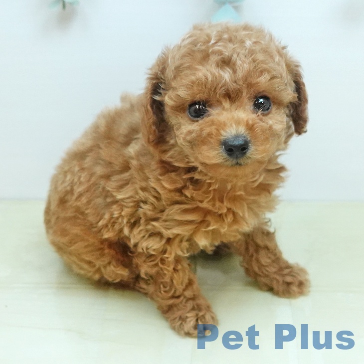 トイ・プードル