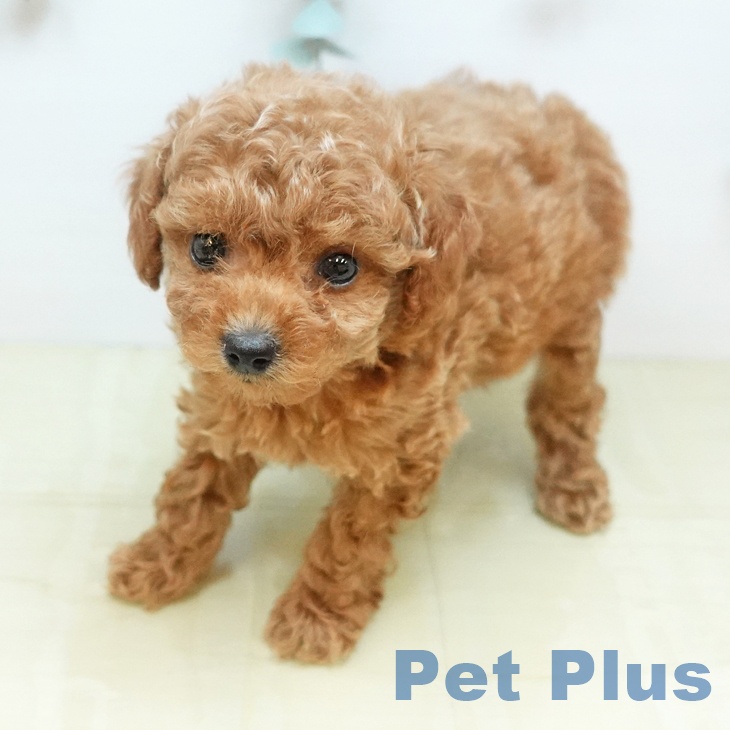 トイ・プードルの写真2