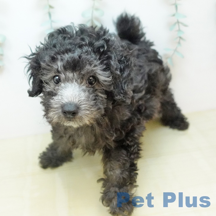 トイ・プードルの写真2