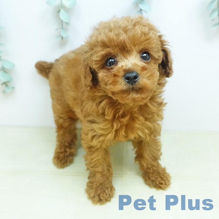 トイ・プードル