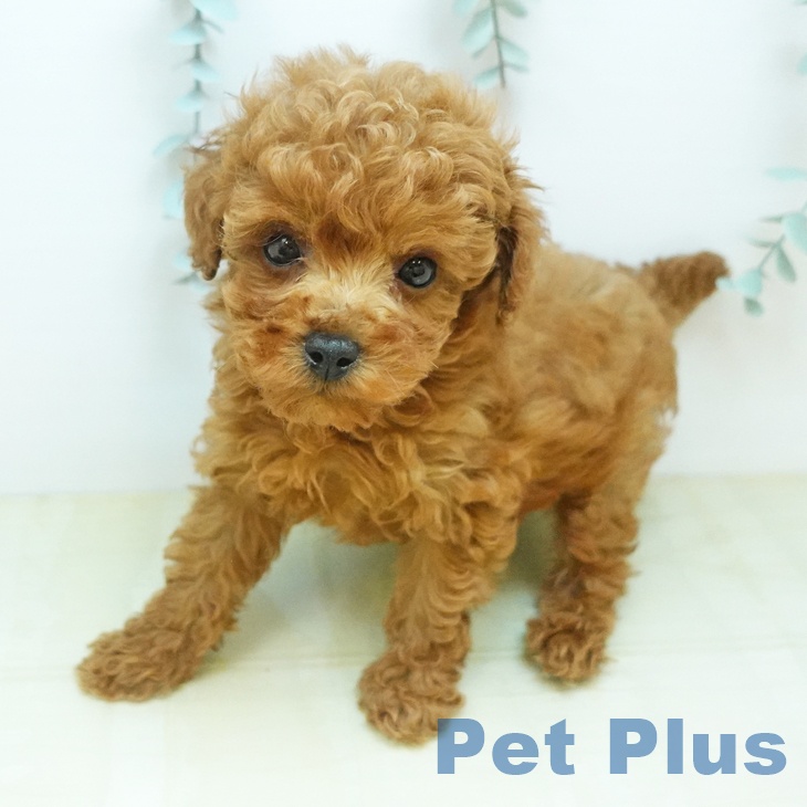 トイ・プードル