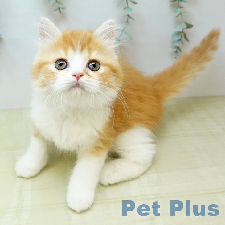 スコティッシュフォールドの写真2