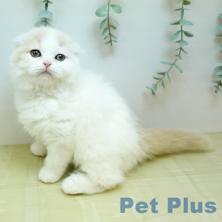 スコティッシュフォールドの写真2