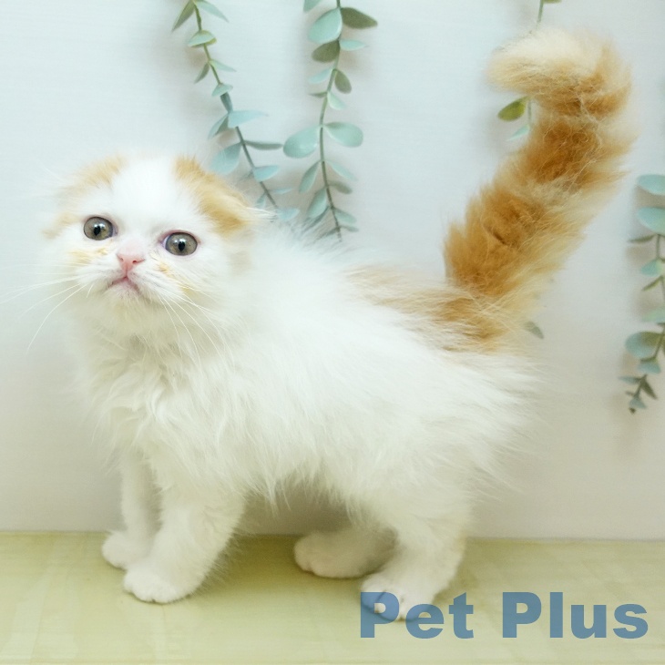 スコティッシュフォールド