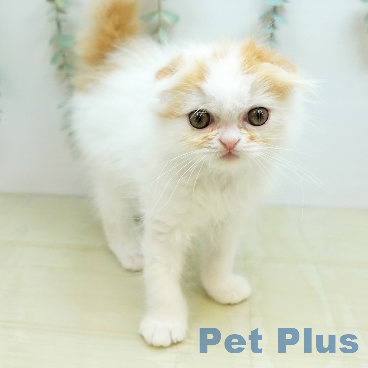 スコティッシュフォールドの写真2