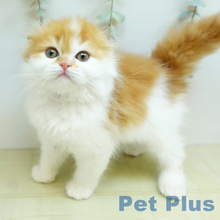 スコティッシュフォールド