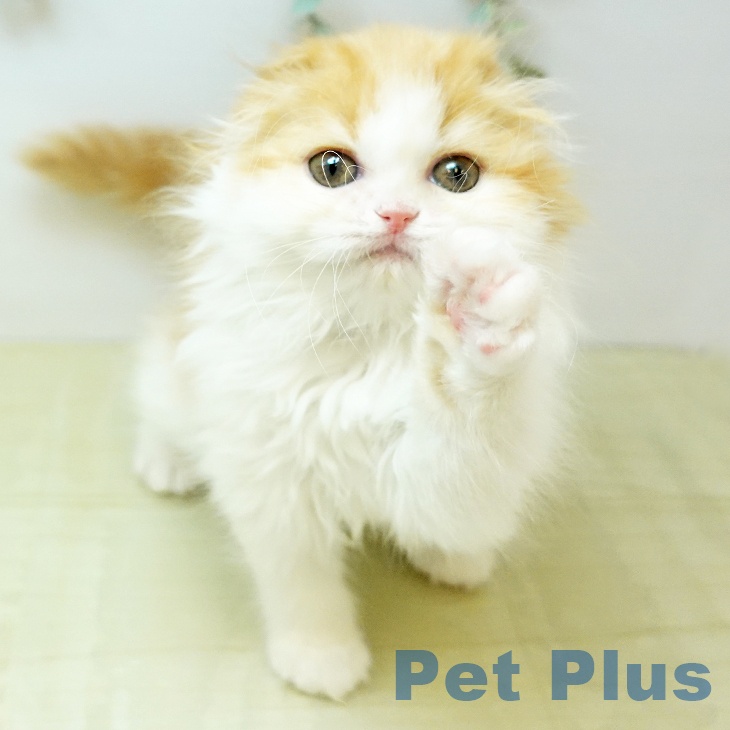 スコティッシュフォールド