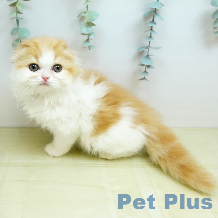 スコティッシュフォールドの写真2