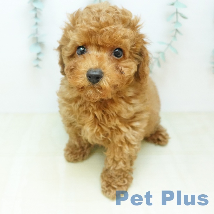 トイ・プードルの写真2