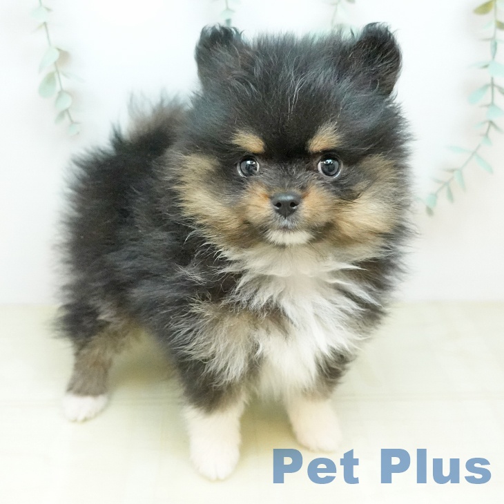 ポメラニアンの写真2