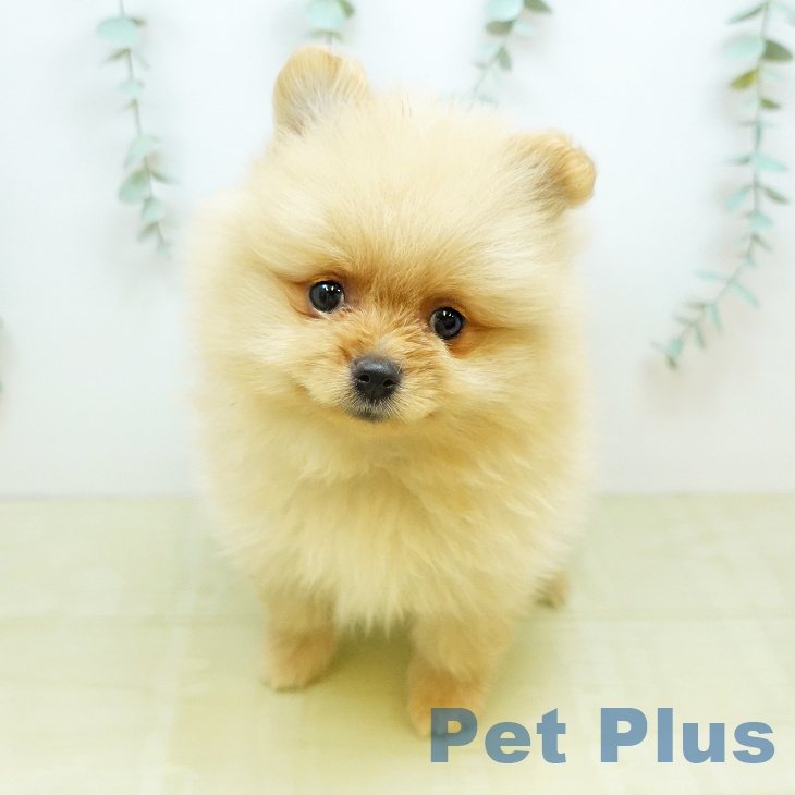 ポメラニアンの写真2
