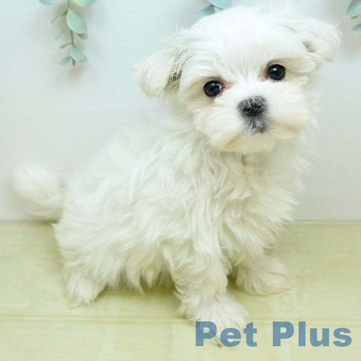 マルチーズの写真2