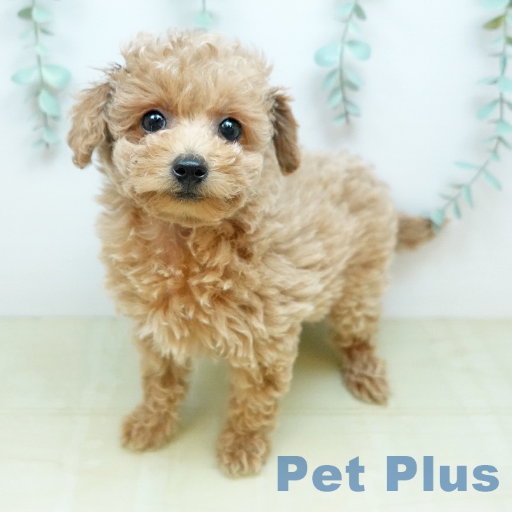 トイ・プードル