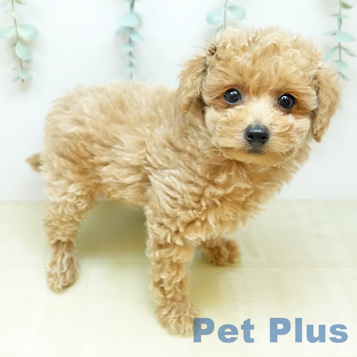 トイ・プードルの写真2