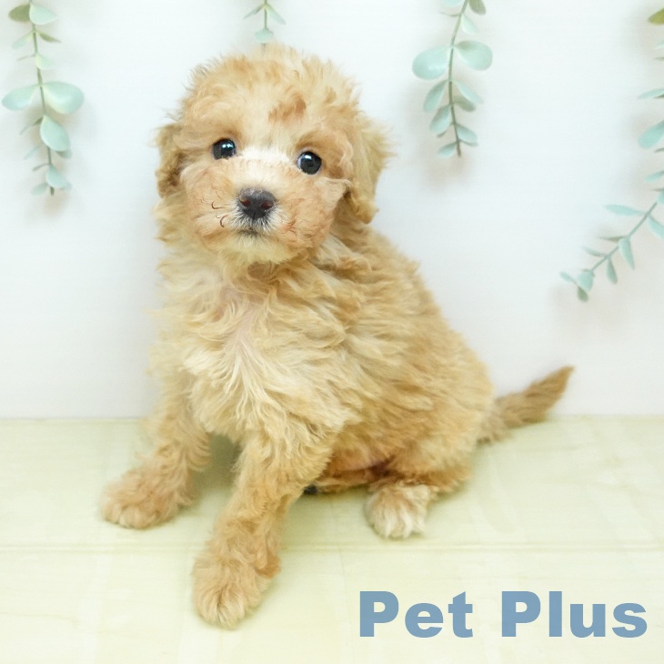 トイ・プードル