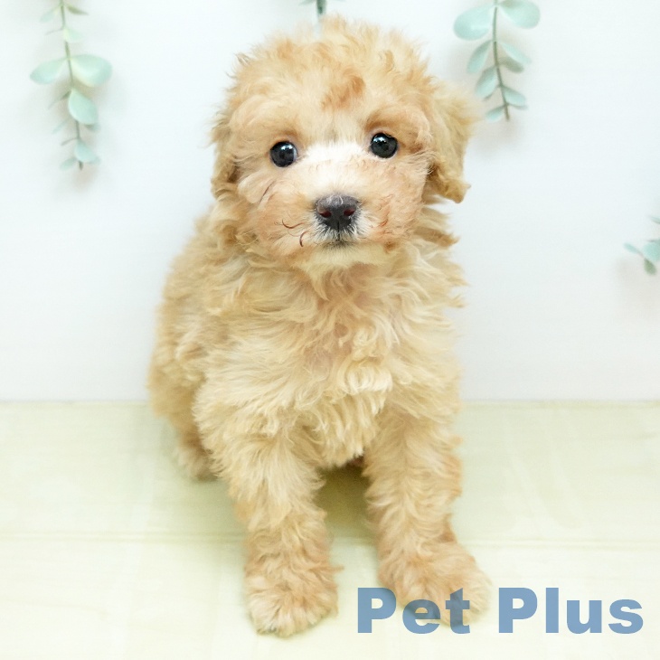 トイ・プードルの写真2