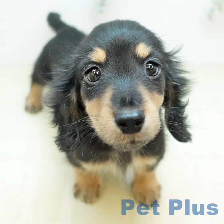 カニーンヘン・ダックスフンドの写真2