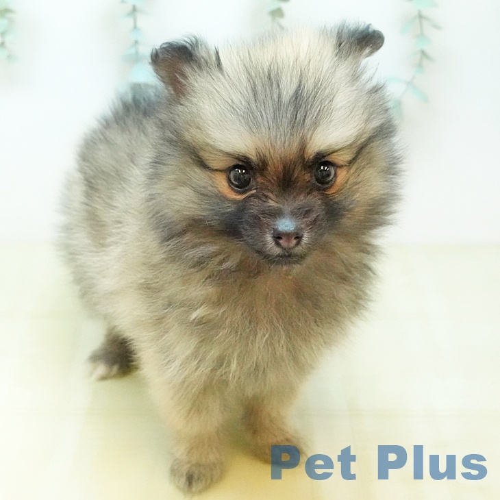 ポメラニアンの写真2