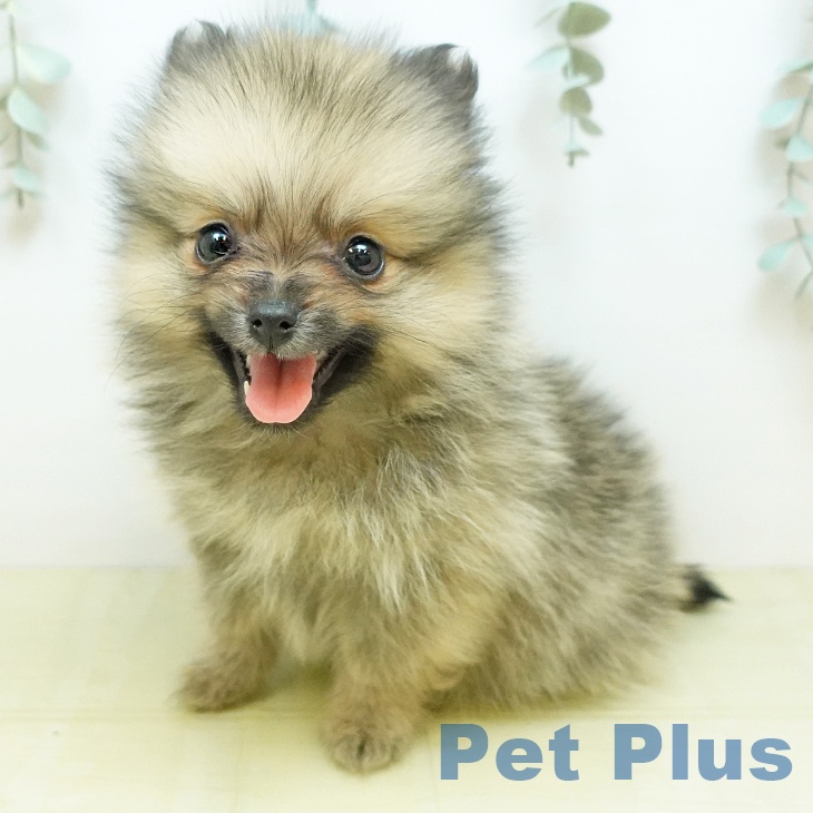ポメラニアンの写真2