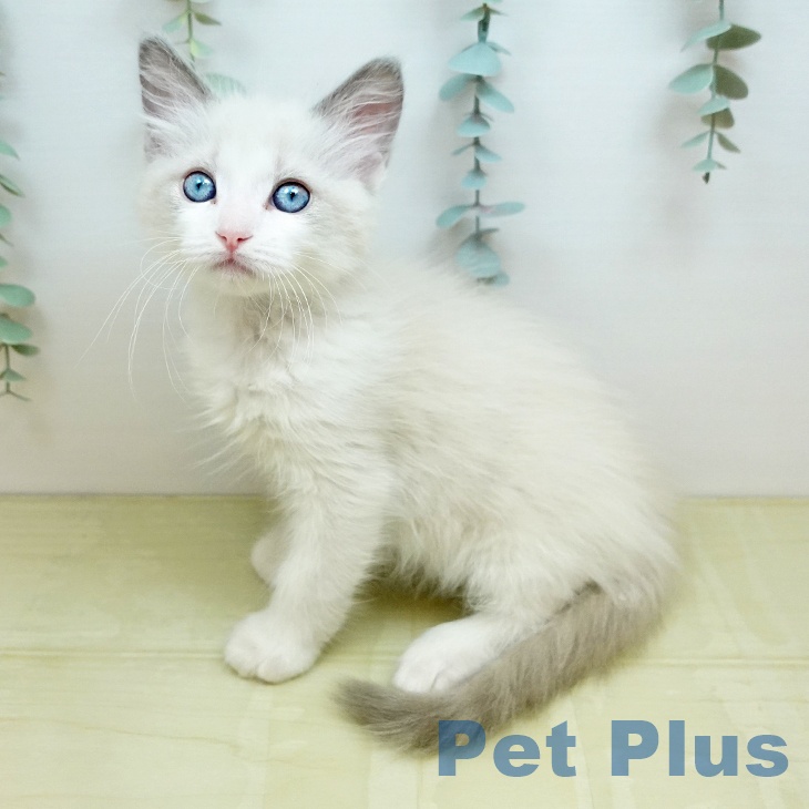 ラグドールの写真2