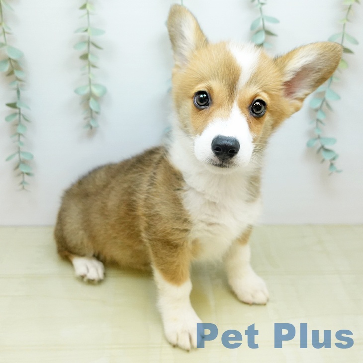 ウェルシュ・コーギー・ペンブロークの写真2