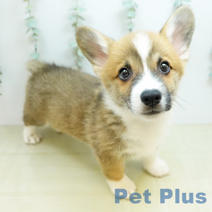 ウェルシュ・コーギー・ペンブロークの写真2