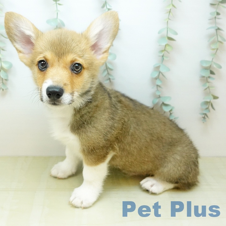 ウェルシュ・コーギー・ペンブロークの写真2