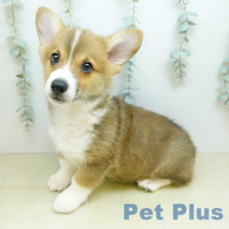 ウェルシュ・コーギー・ペンブロークの写真2