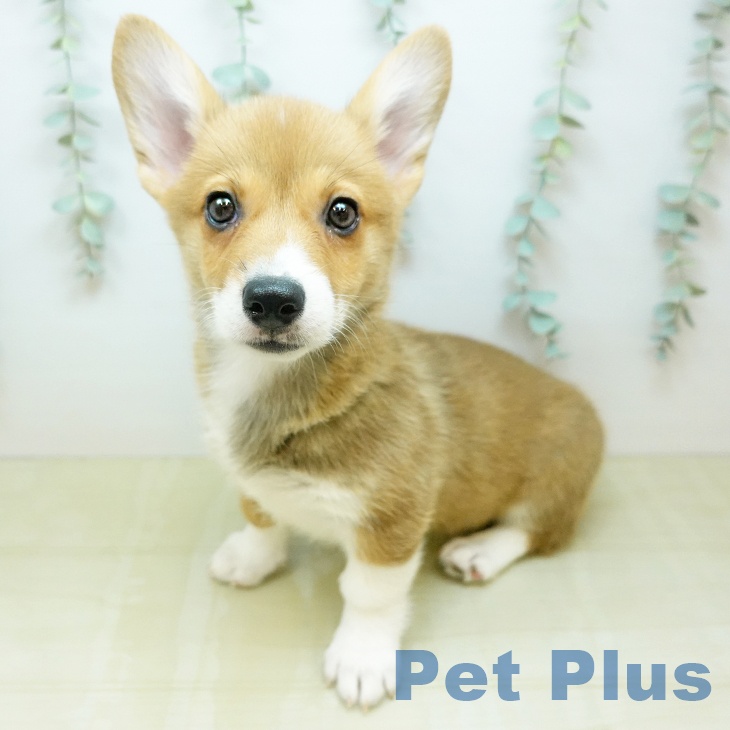 ウェルシュ・コーギー・ペンブローク