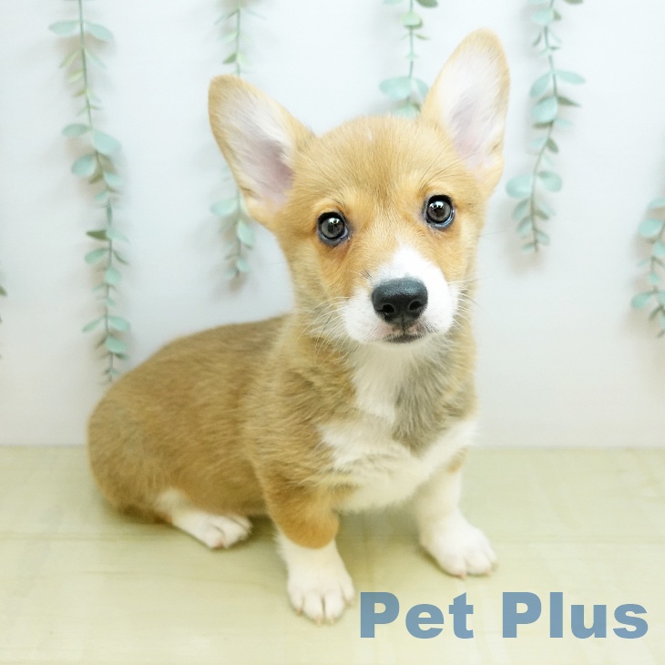 ウェルシュ・コーギー・ペンブロークの写真2