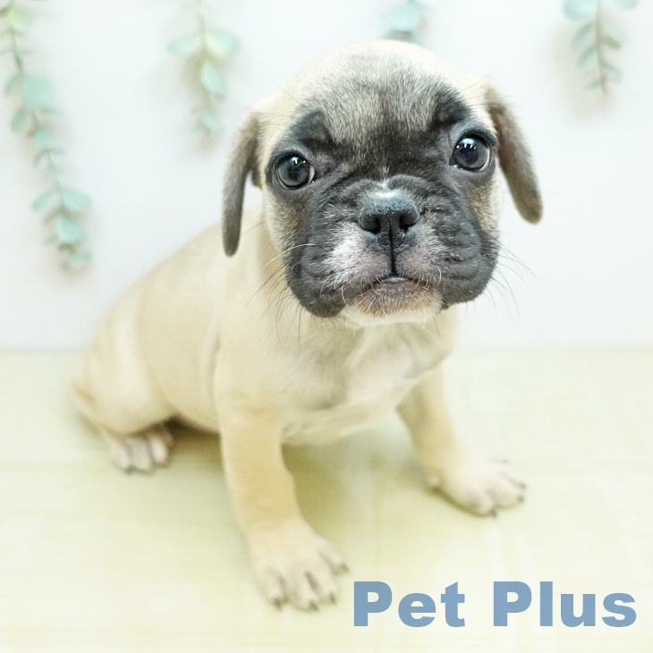 フレンチ・ブルドッグの写真2