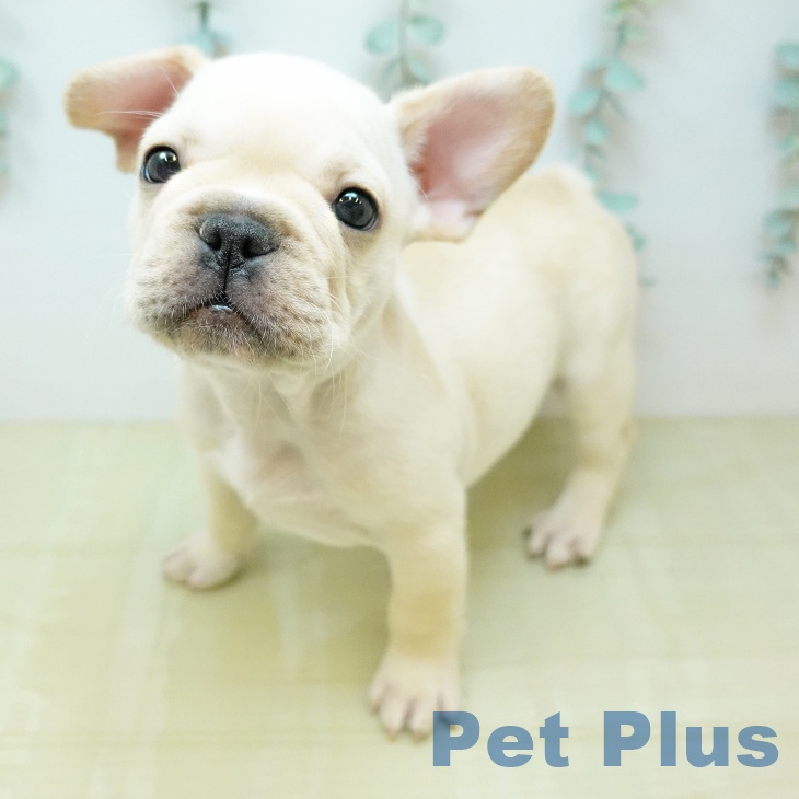 フレンチ・ブルドッグ